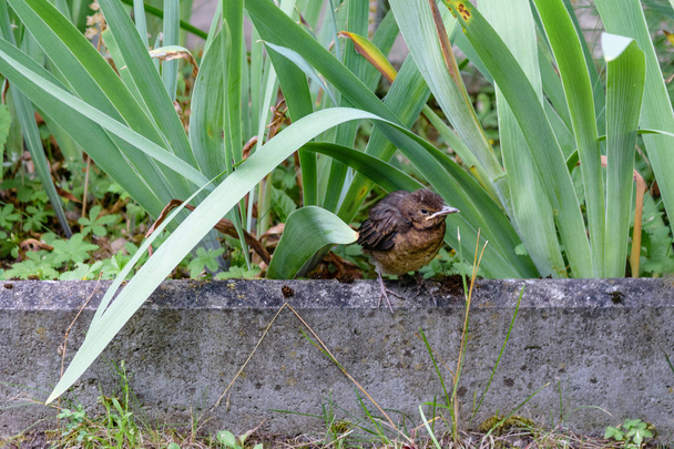 De verscholen vloog uit het nest en wacht totdat het voederen - Foto, afbeelding