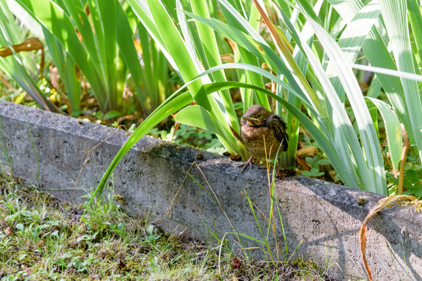 Yavru yuva ve beslenme için beklediği dışarı uçtu. Hayvansı - Fotoğraf, Görsel