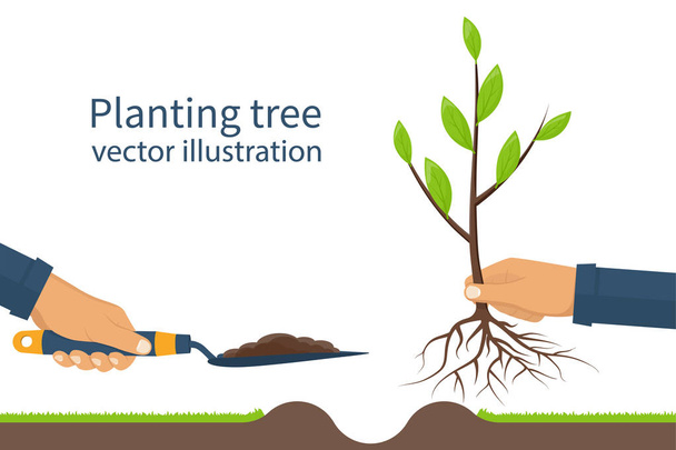 Planting tree, sapling vector - Vector, Imagen