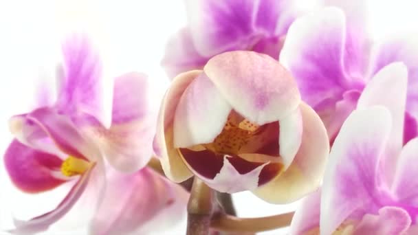 orchideebloem is bloeiende timelapse op witte achtergrond - Video