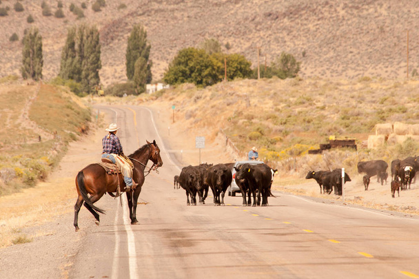 Сучасні ковбоїв в штаті Орегон - Фото, зображення