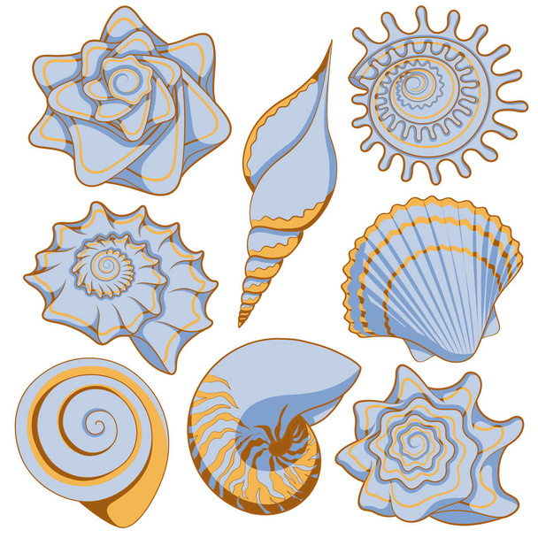 Set of colored sea shells - Vector, afbeelding