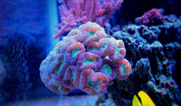 Candy Cane Coral (Caulastrea furcata) - Photo, Image