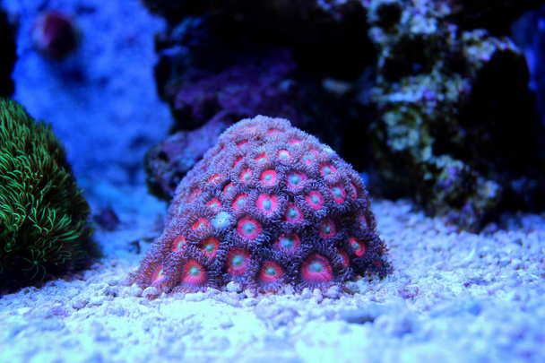 Κλείστε επάνω σε zoanthids αποικίας κοραλλιών - Φωτογραφία, εικόνα
