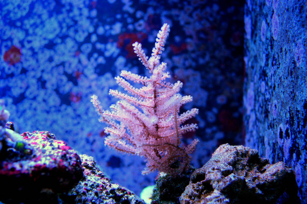 Pink photosynthetic Gorgonian coral - Photo, Image
