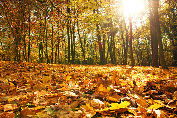 Golden autumn - Foto, Imagem