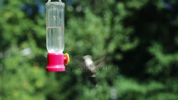 Kolibri frisst am Futterhäuschen - Filmmaterial, Video