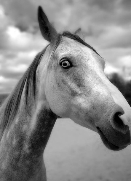 Волосатая лошадь
 - Фото, изображение