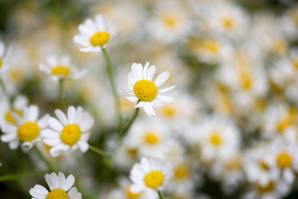 Kamille bloemen achtergrond - Foto, afbeelding