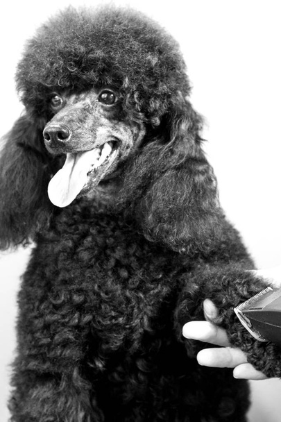 Grooming paw of a black poodle - Photo, Image