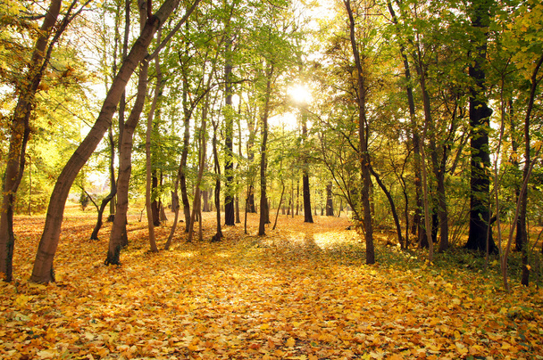 Golden autumn - Foto, Imagem