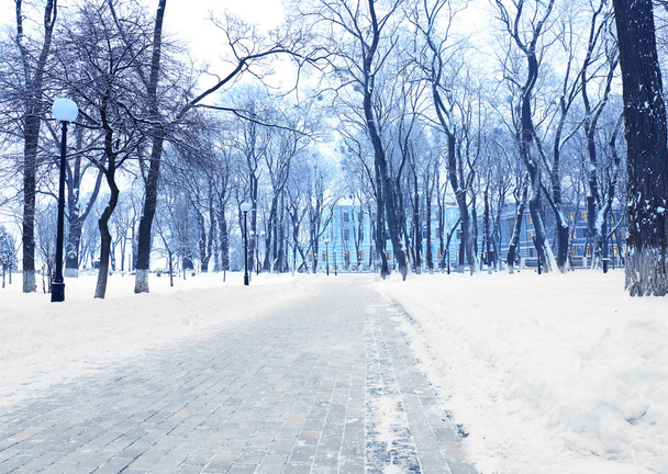 Σοκάκι στο όμορφο πάρκο χειμερινή ημέρα - Φωτογραφία, εικόνα
