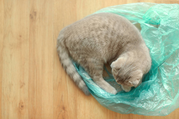 Cute cat playing with plastic bag  - Foto, imagen