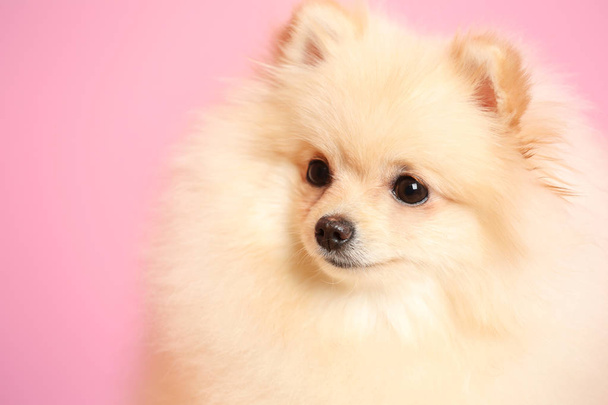 Pomeranian spitz dog - Φωτογραφία, εικόνα