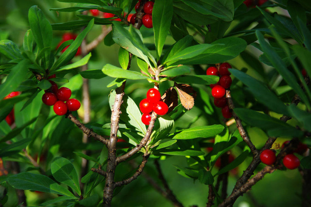 Poisonous red fruits of Daphne mezereum - Photo, Image