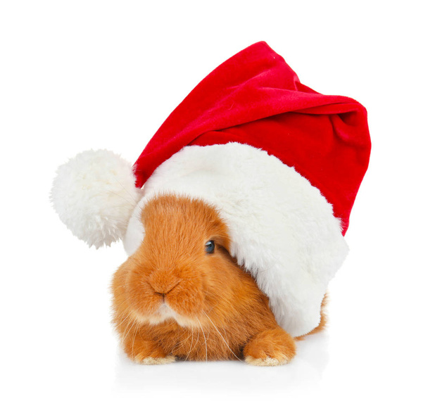 funny rabbit with Santa Claus hat  - Fotografie, Obrázek