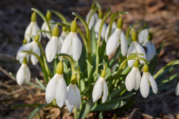 Schneeglöckchen blühen an sonnigen Tagen im Frühling Nahaufnahme. - Foto, Bild