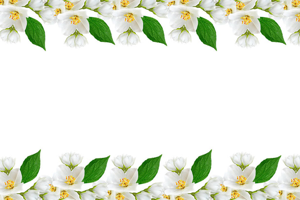 Yasemin çiçekleri beyaz zemin üzerine izole Şubesi재 스민 꽃 흰색 배경에 고립의 지점 - Fotoğraf, Görsel