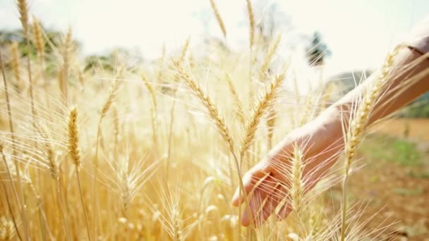 Woman hand touching, walking and checking on her golden barley field  - Footage, Video
