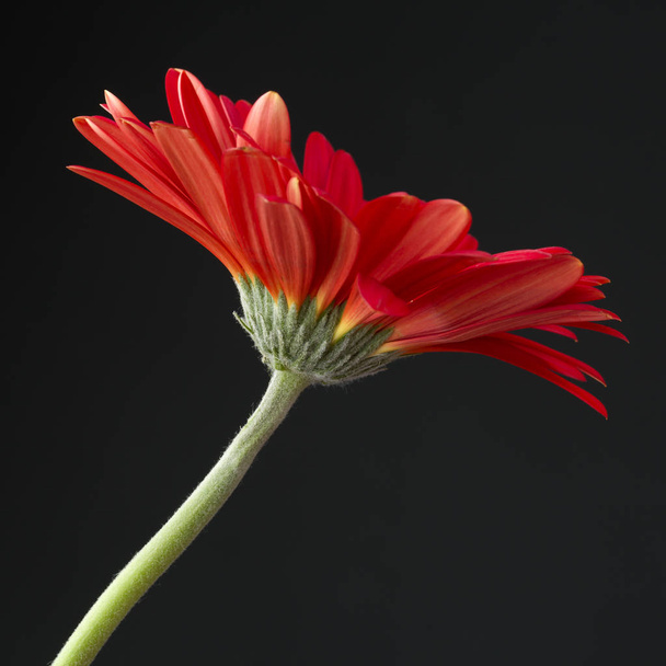 gerbera czerwony kwiat - Zdjęcie, obraz