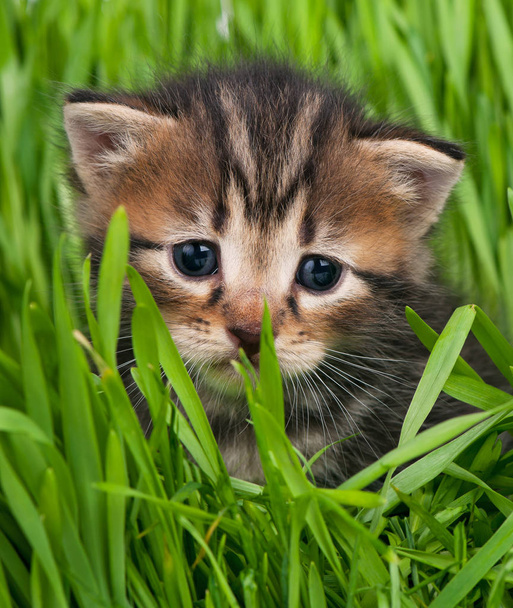 Cute little kitten - Fotó, kép