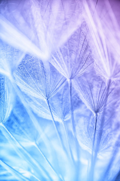 Fotografia makro streszczenie z nasion roślin o rano - Zdjęcie, obraz