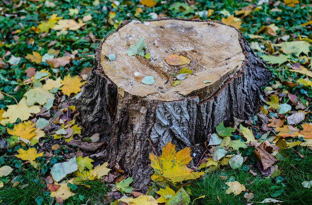 The stump of a recently felled tree among the yellow leaves . - Foto, Imagen
