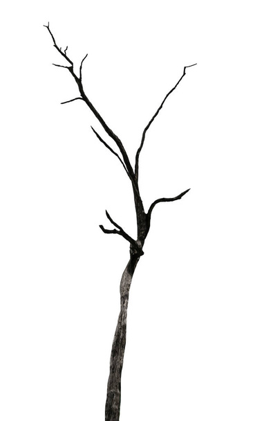 Branche de l'arbre mort
 - Photo, image