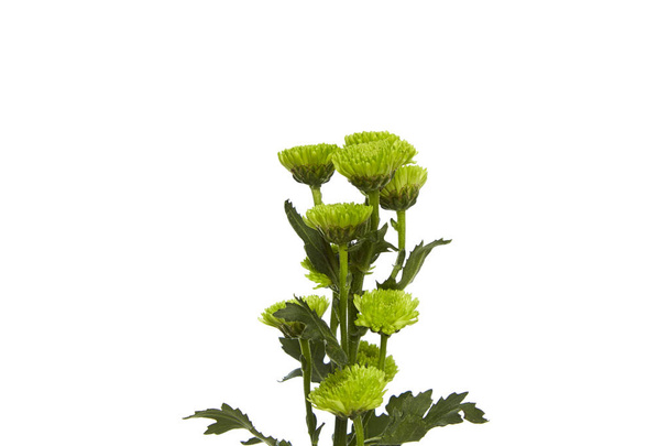 Flor verde Crisântemo
 - Foto, Imagem