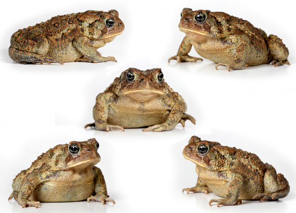 Набір жаб Ізольовані на білому тлі
 - Фото, зображення
