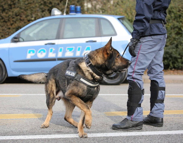 Italiaanse politiehond terwijl het patrouilleren in de straten van de stad voordat de  - Foto, afbeelding