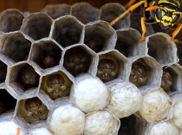 hnízdo vosy s larva - Fotografie, Obrázek