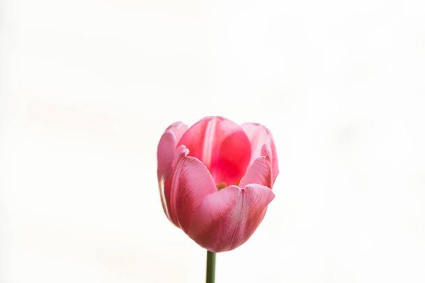 рожевий тюльпан на білому тлі. крупним планом
 - Фото, зображення