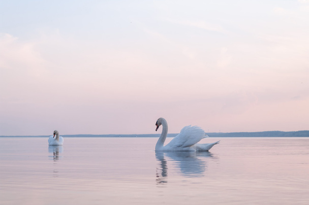 swan - Φωτογραφία, εικόνα