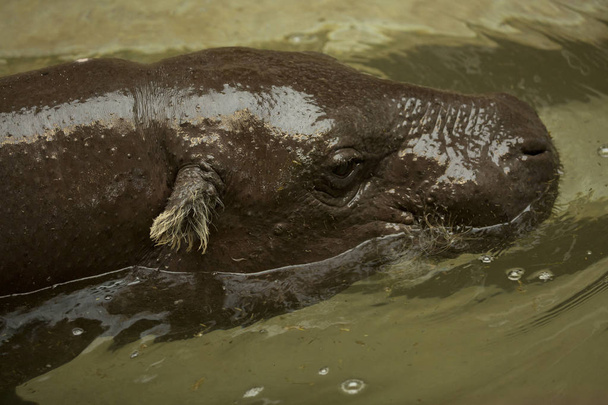  Pygmy hippopotamus (Choeropsis liberiensis or Hexaprotodon liberiensis). - Fotoğraf, Görsel