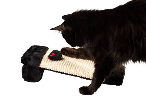 gatto nero che gioca
 - Foto, immagini