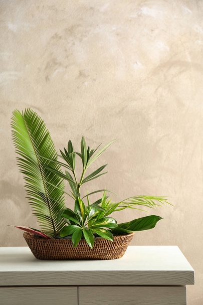 Fresh green Plant arrangement  - Foto, afbeelding