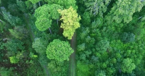Aufnahmen aus einem Hubschrauberflug über einem Waldparkgebiet mit Blick auf einen Mischwald und eine Forststraße - Filmmaterial, Video