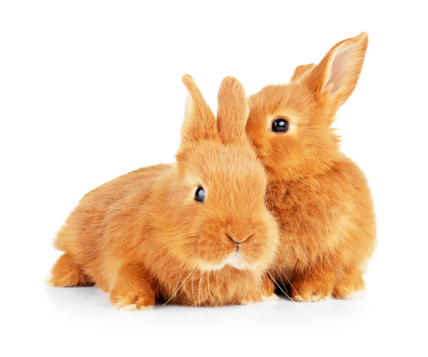 Cute funny rabbits  - Foto, Imagen