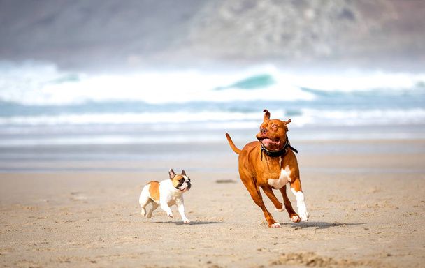 Buldog francuski i mastifa, gry na plaży - Zdjęcie, obraz