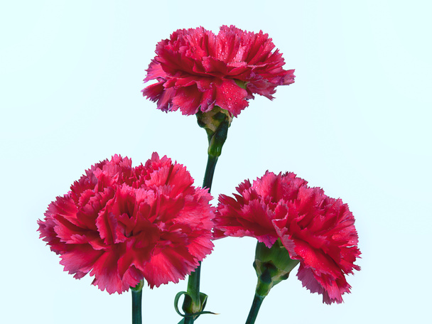 Belles fleurs oeillets rouges
  - Photo, image