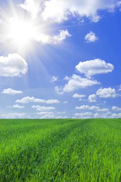 campo de hierba y cielo azul - Foto, imagen