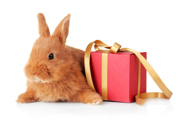 Cute funny rabbit and giftbox - Foto, Imagen