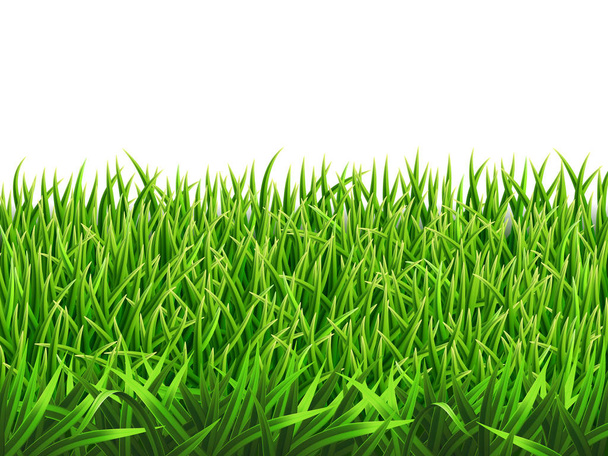 Grass on a meadow - Vector, Image