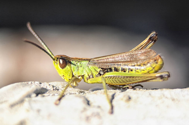 very nice green grasshopper - Photo, Image