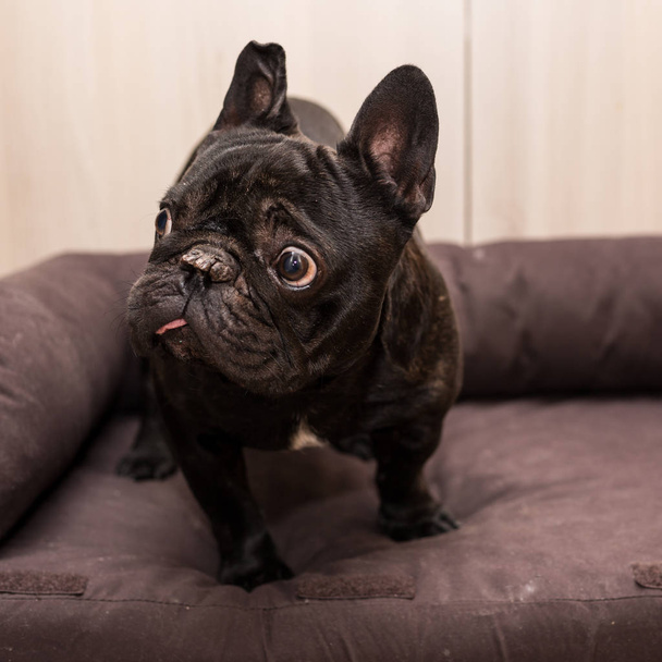 french bulldog az home - Valokuva, kuva