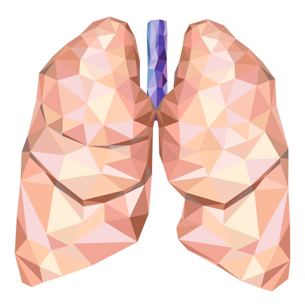Ludzkie płuca w low poly z tchawicy. Wektor - Wektor, obraz