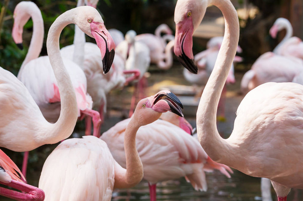 Pink flamingo birds - Photo, Image