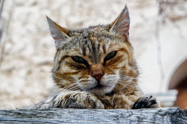 gato cinzento bonito
 - Foto, Imagem