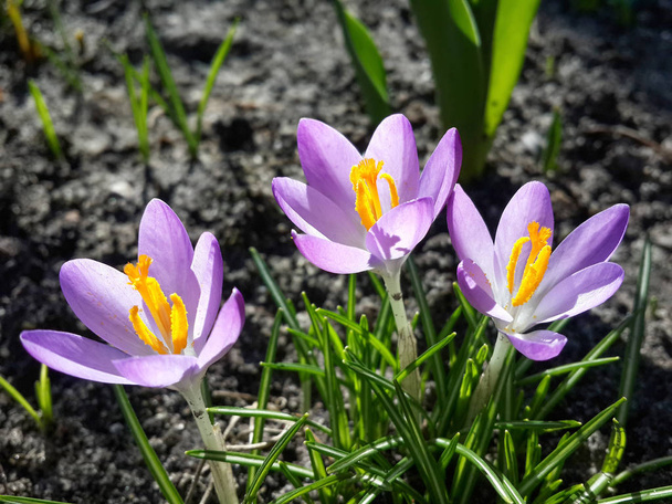 Purple crocus bloemen in de tuin, ontwaken in het voorjaar om de warme gouden stralen van zonlicht - Foto, afbeelding